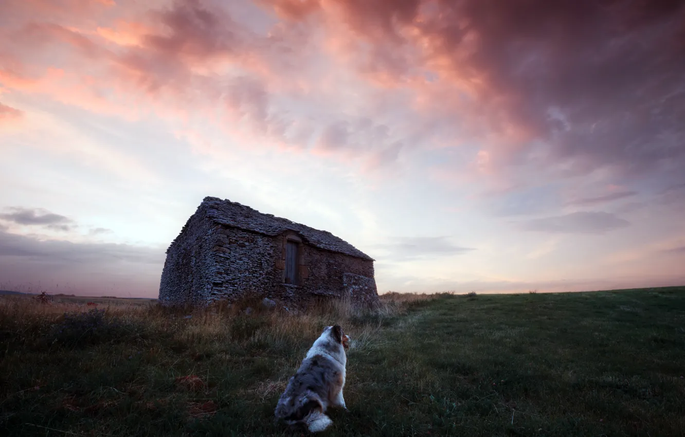 Photo wallpaper field, house, dog