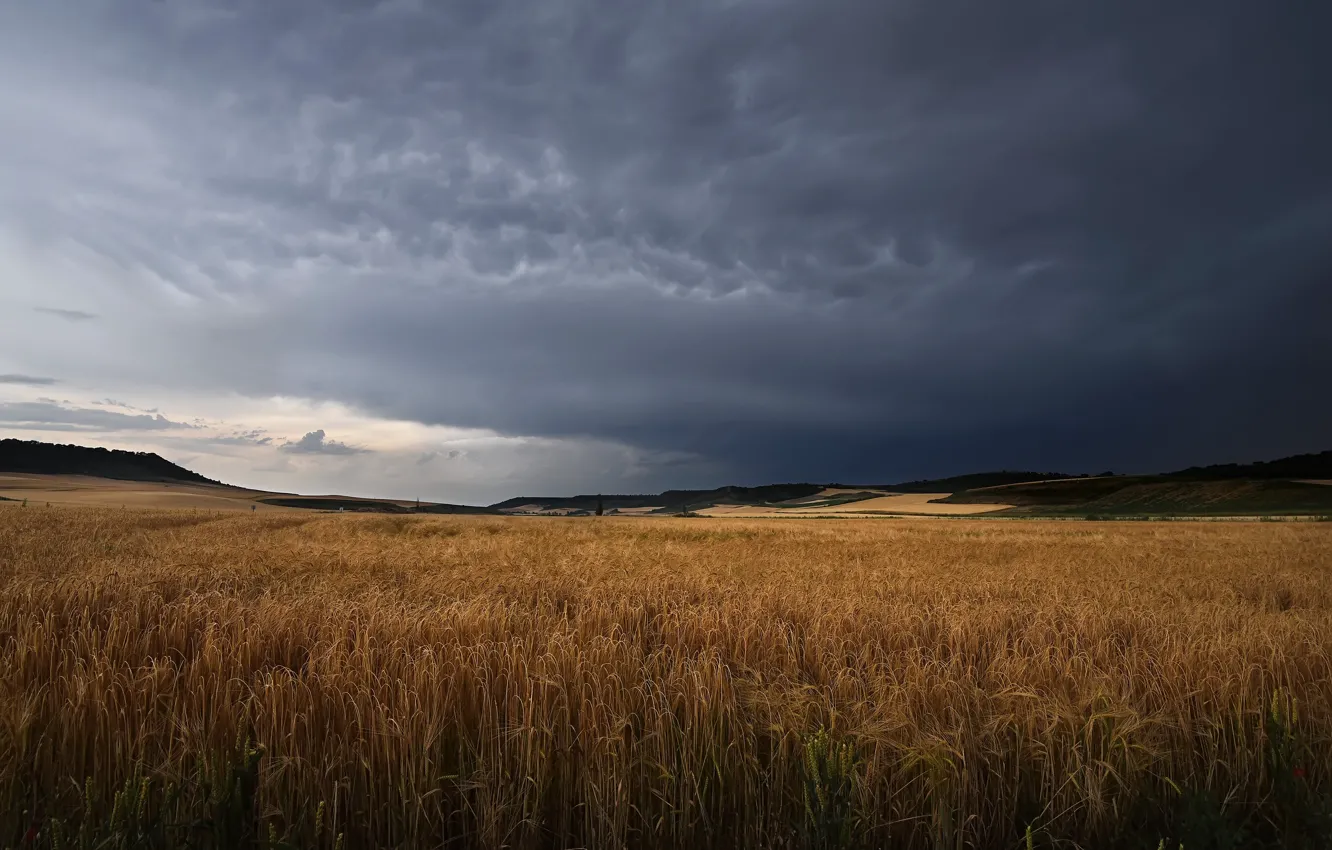 Photo wallpaper field, clouds, rye, ears, cereals, storm, gloomy sky, rye field