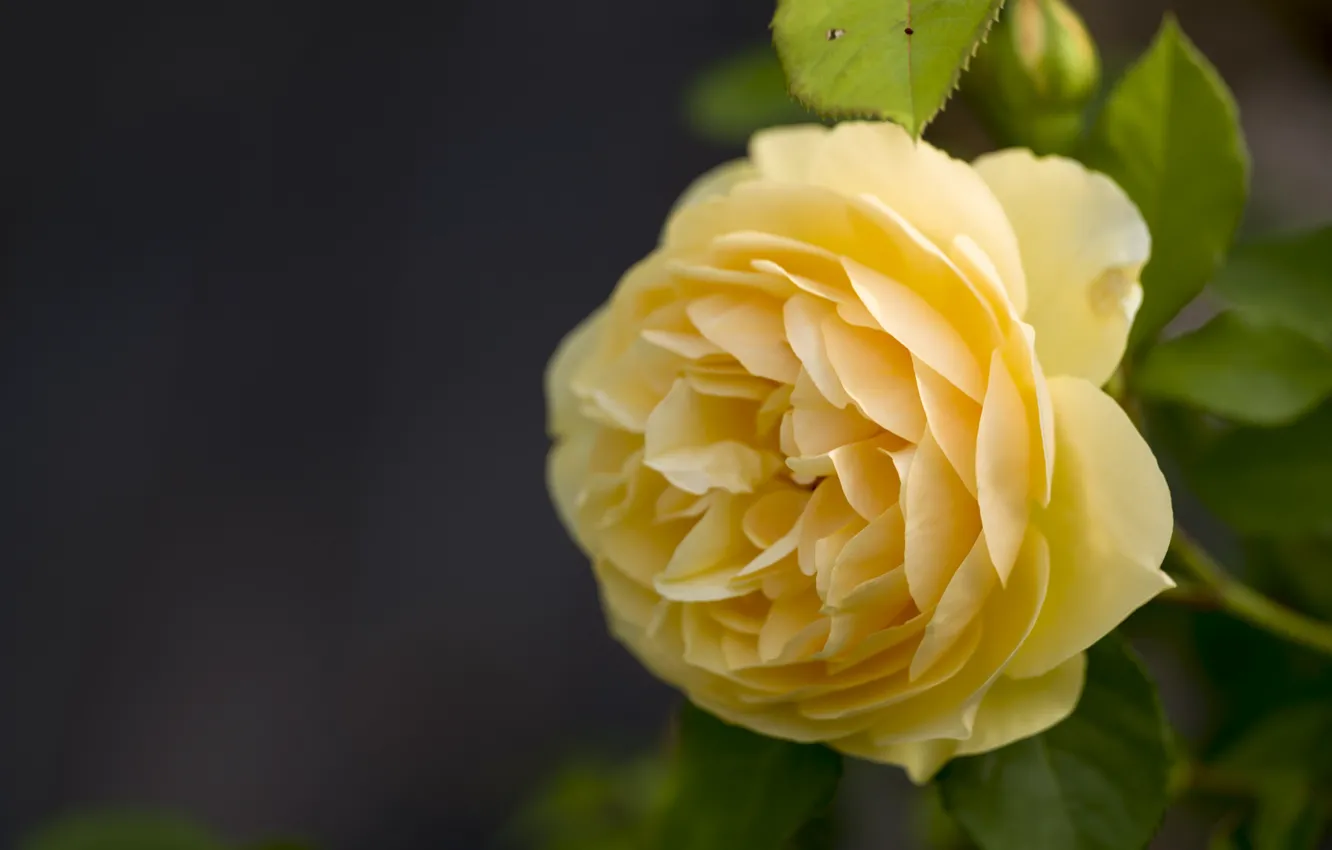 Photo wallpaper macro, yellow, roses