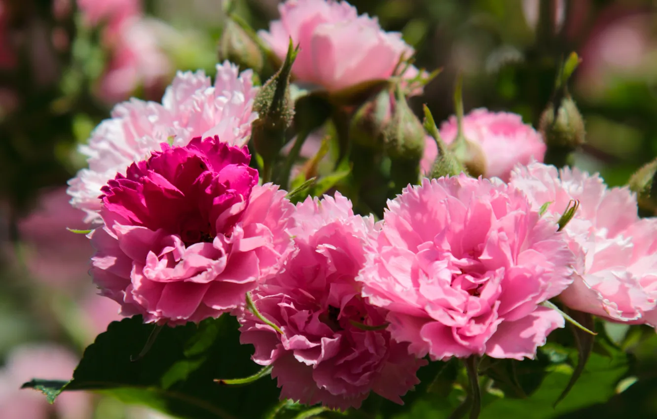 Photo wallpaper macro, roses, petals, buds