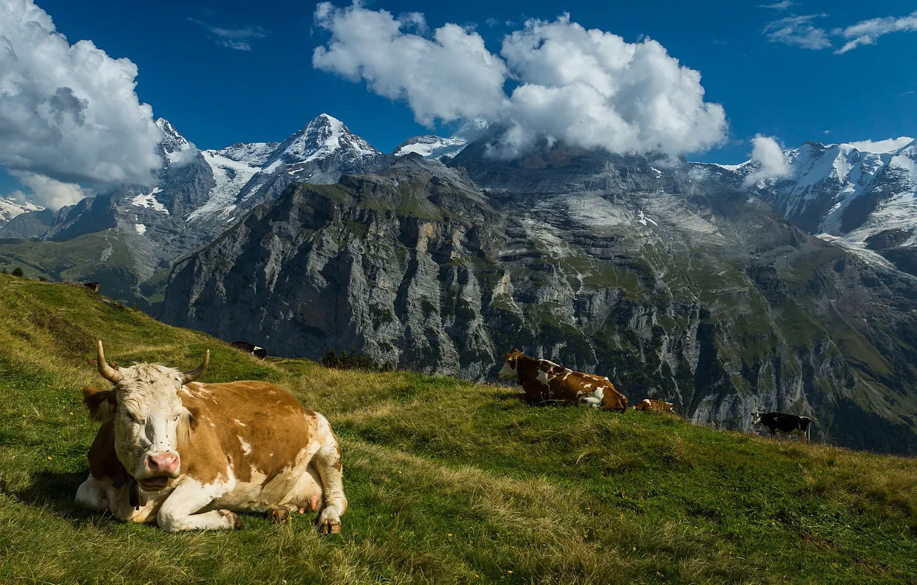 Photo wallpaper mountains, Switzerland, cows