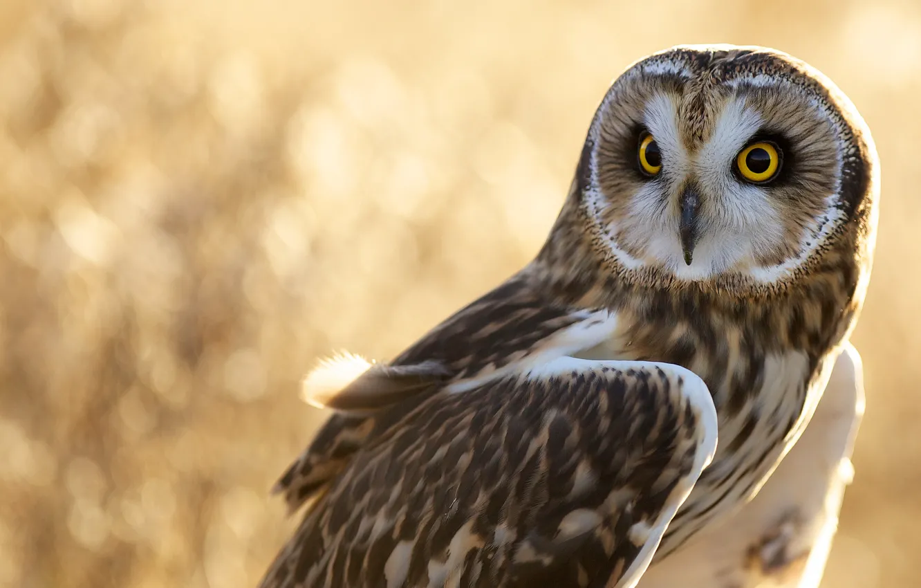 Photo wallpaper owl, bird, feathers