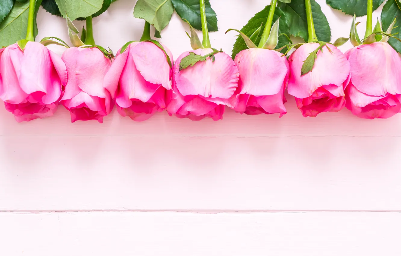 Photo wallpaper flowers, pink, roses, buds