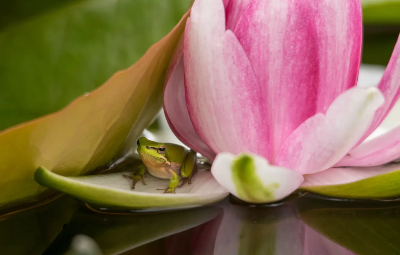 Photo wallpaper water, frog, Nymphaeum