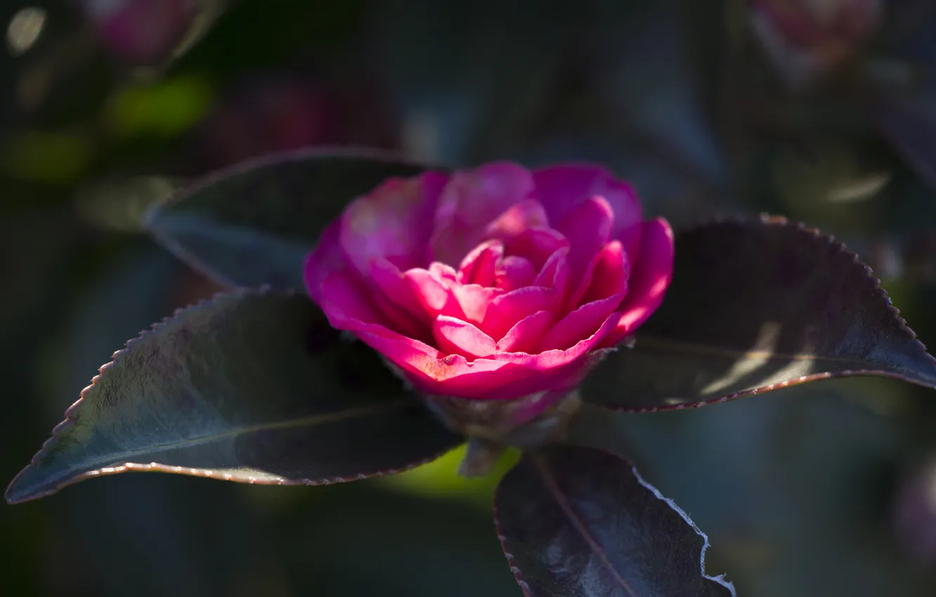 Photo wallpaper branches, petals, pink, buds, Camellia