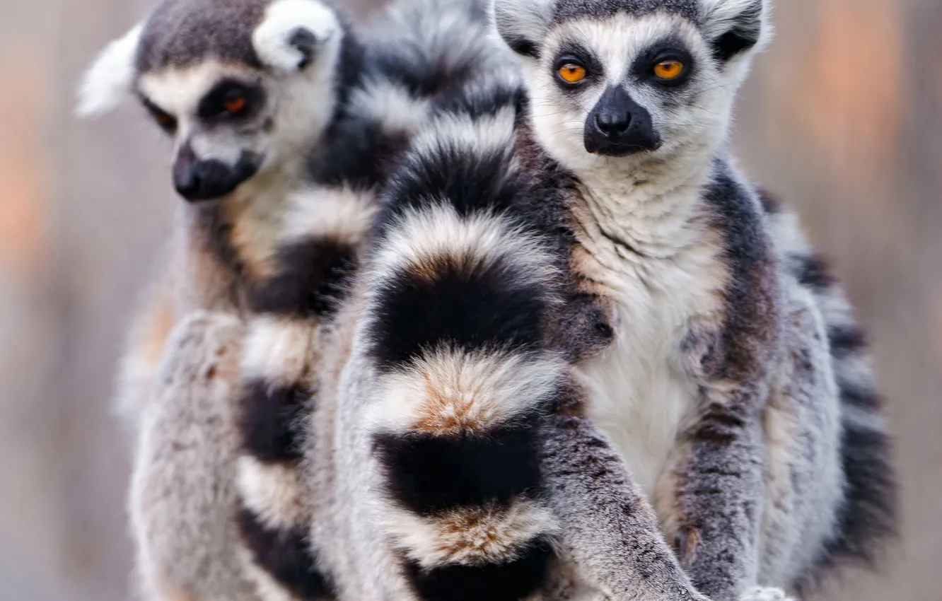 Photo wallpaper look, a ring-tailed lemur, Katta