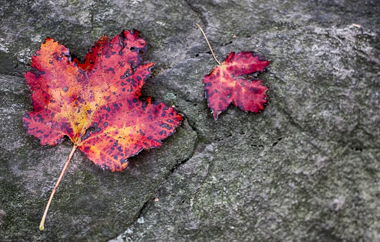 Photo wallpaper autumn, leaves, macro, stones, the crimson