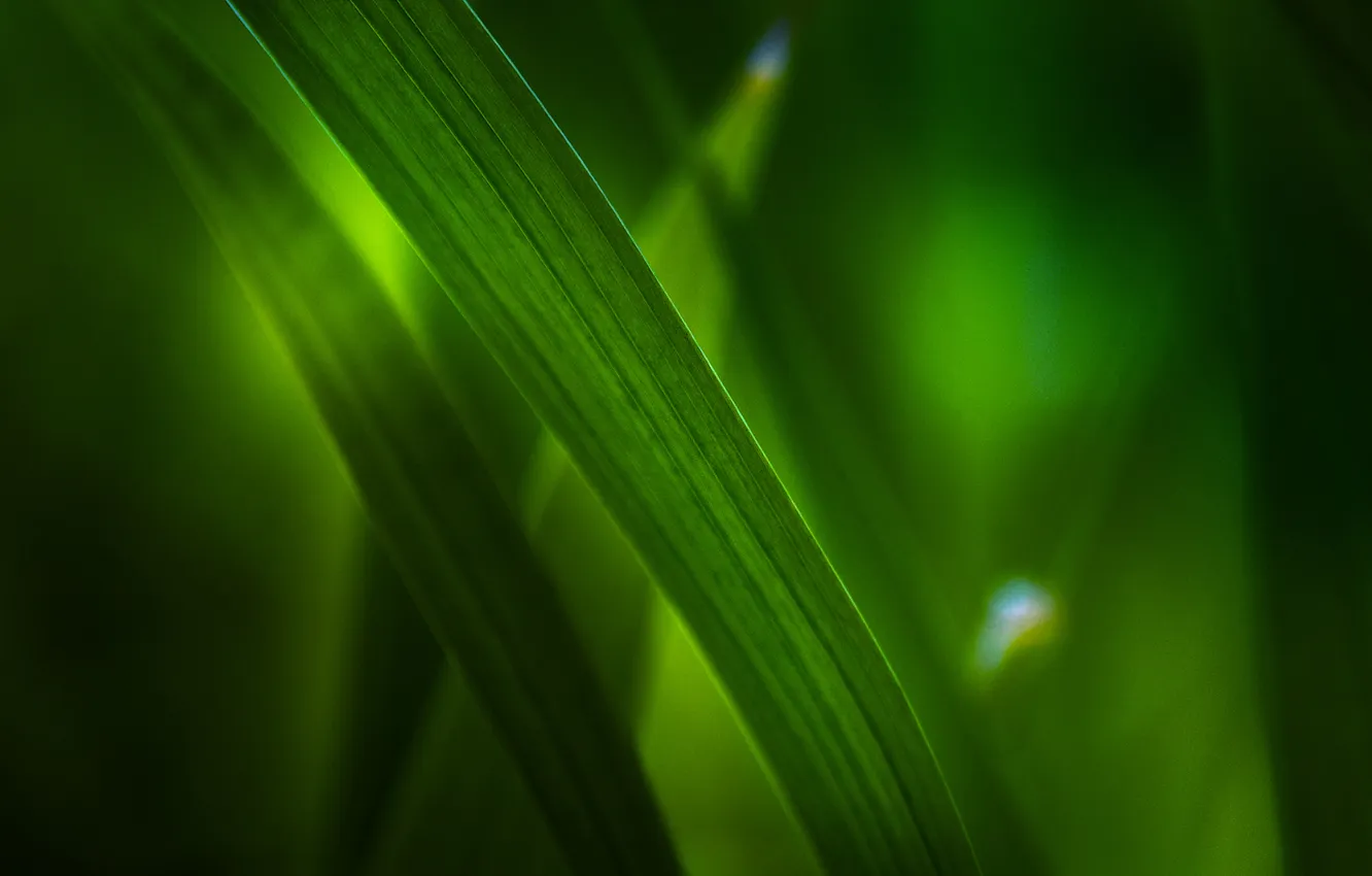 Photo wallpaper greens, grass, macro, foliage