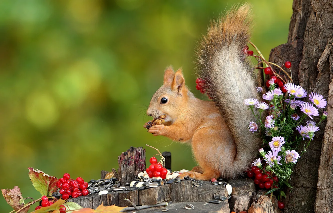 Photo wallpaper flowers, nature, pose, berries, stump, protein, profile, seeds