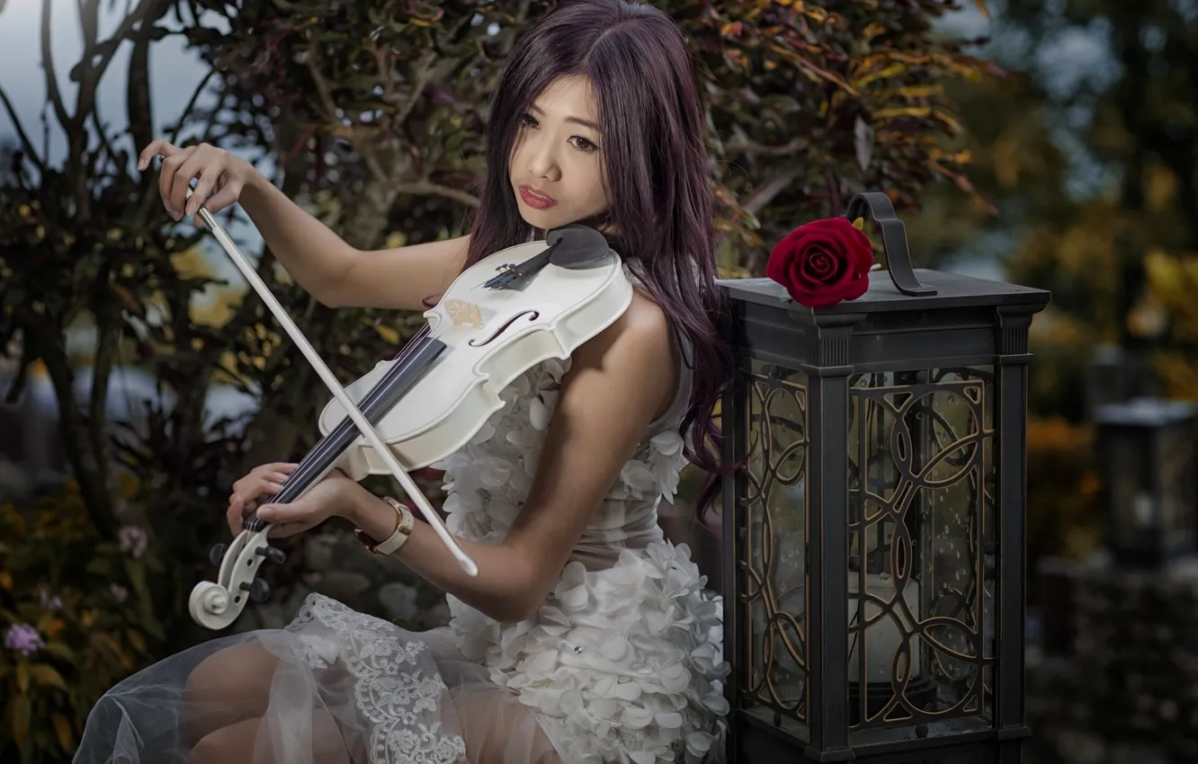 Photo wallpaper girl, mood, violin, rose, lantern, Asian