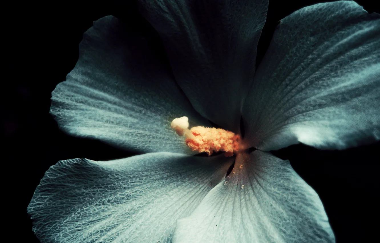 Photo wallpaper white, flower, macro, the dark background, Hibiscus