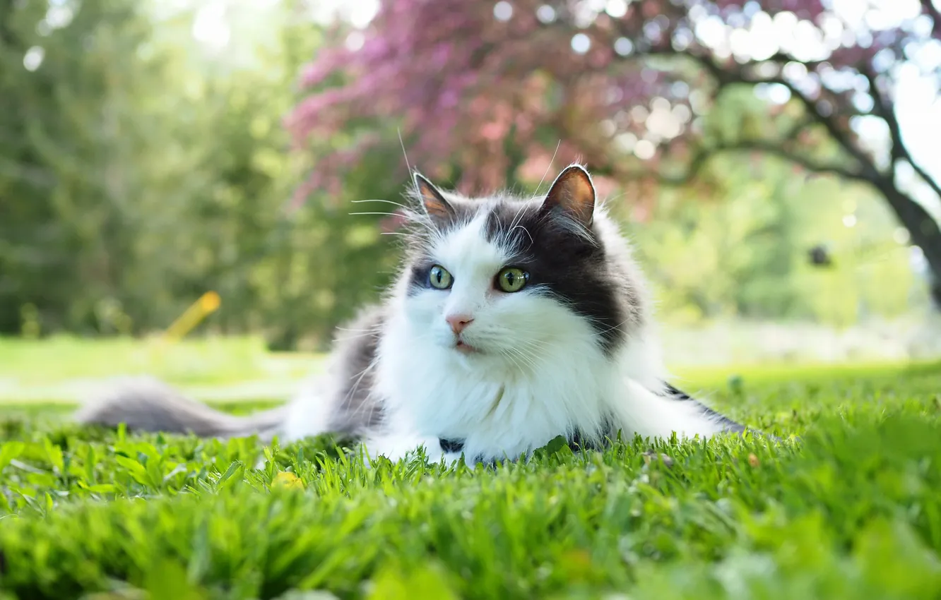 Photo wallpaper cat, grass, cat, look, face, trees, Park, lawn