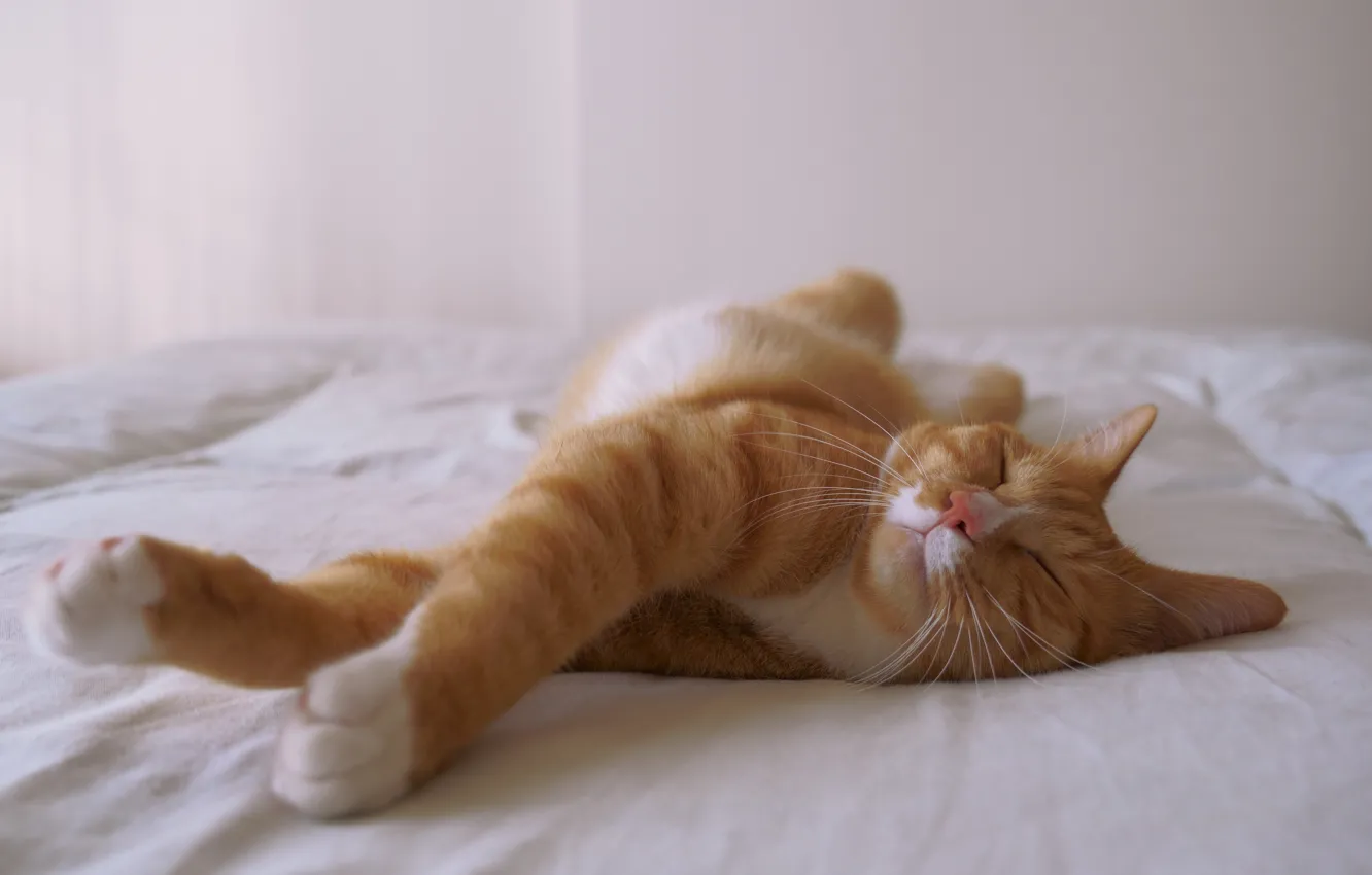 Photo wallpaper cat, cat, pose, sleep, sleeping, bed, red, stretching