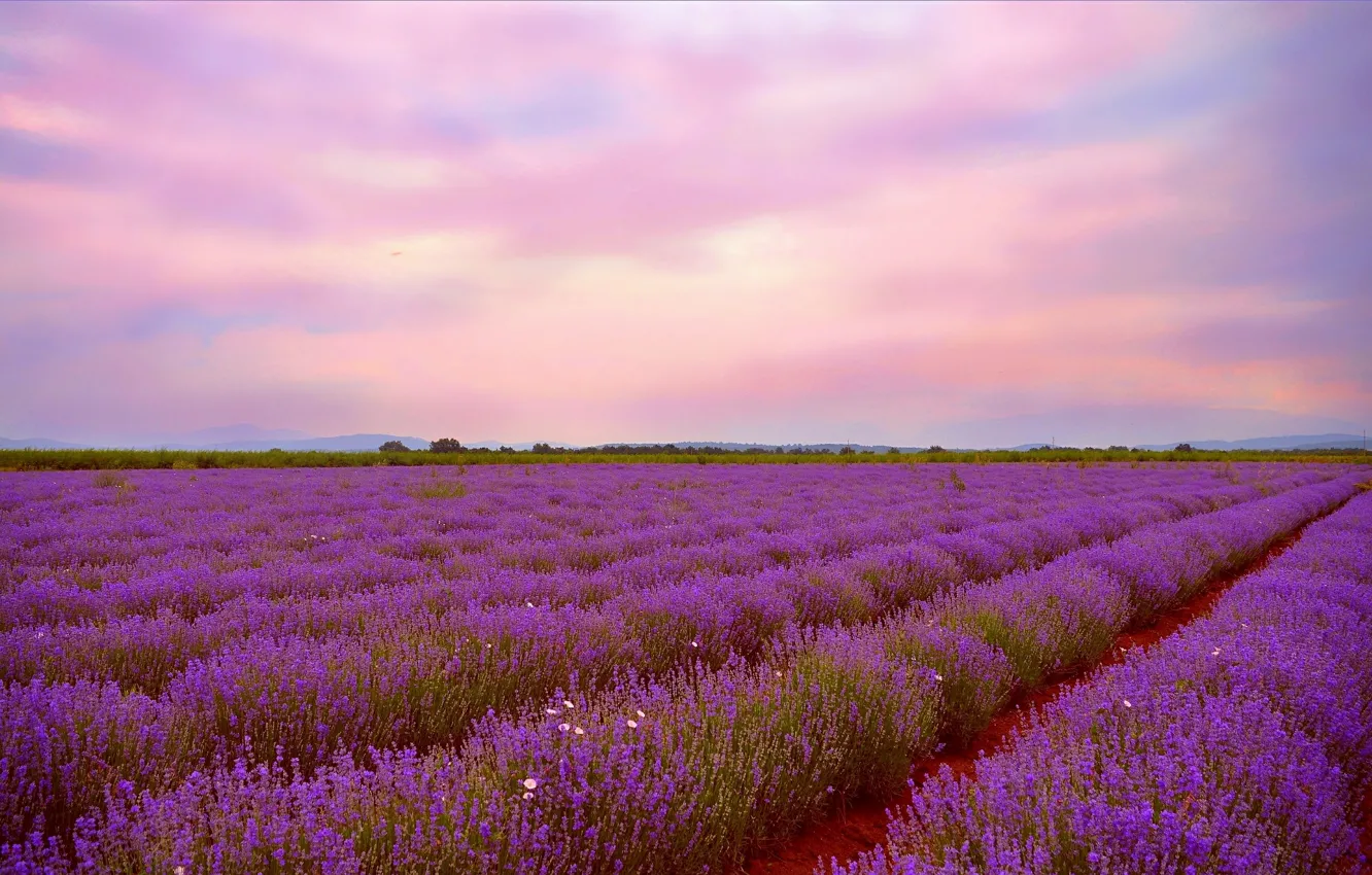Photo wallpaper Sunset, Nature, Nature, Sunset, Lavender, Lavender, lavender field, Lavender field