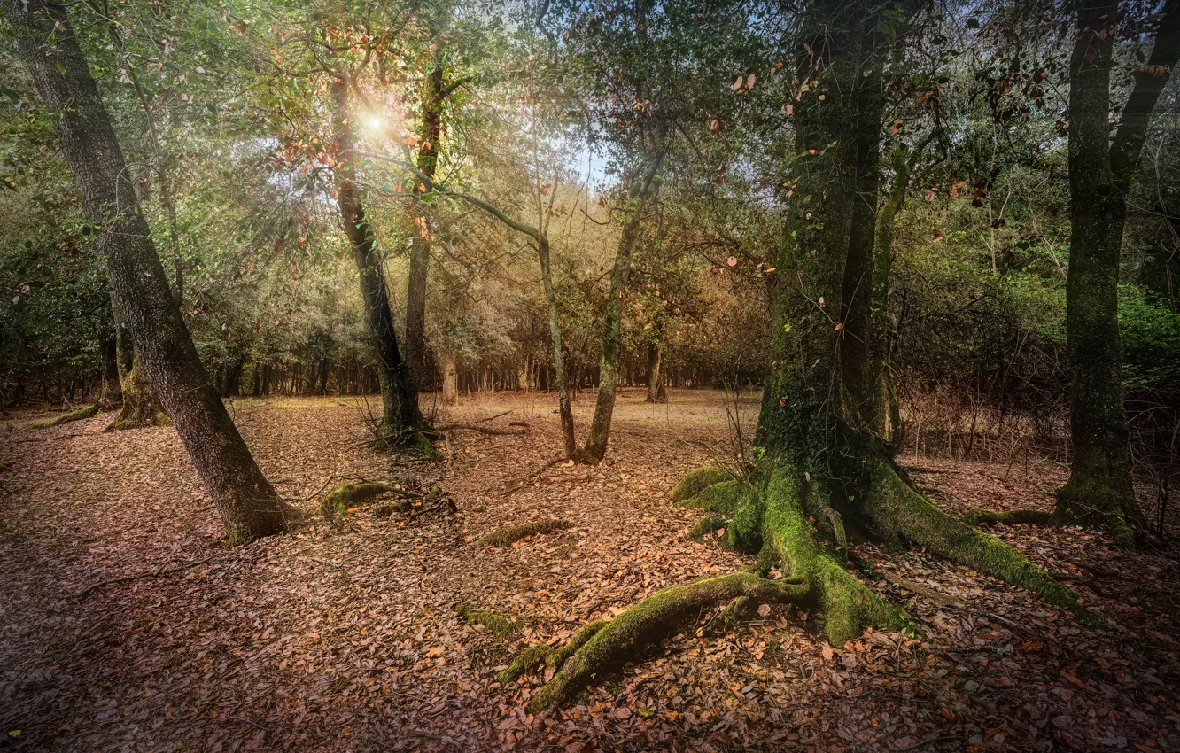 Photo wallpaper autumn, forest, the sun, trees, Park, foliage