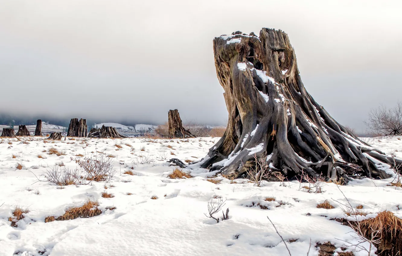 Photo wallpaper forest, snow, stump