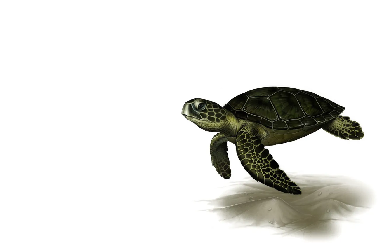 Photo wallpaper rendering, turtle, art, Leslie Casilli, Sea Turtle