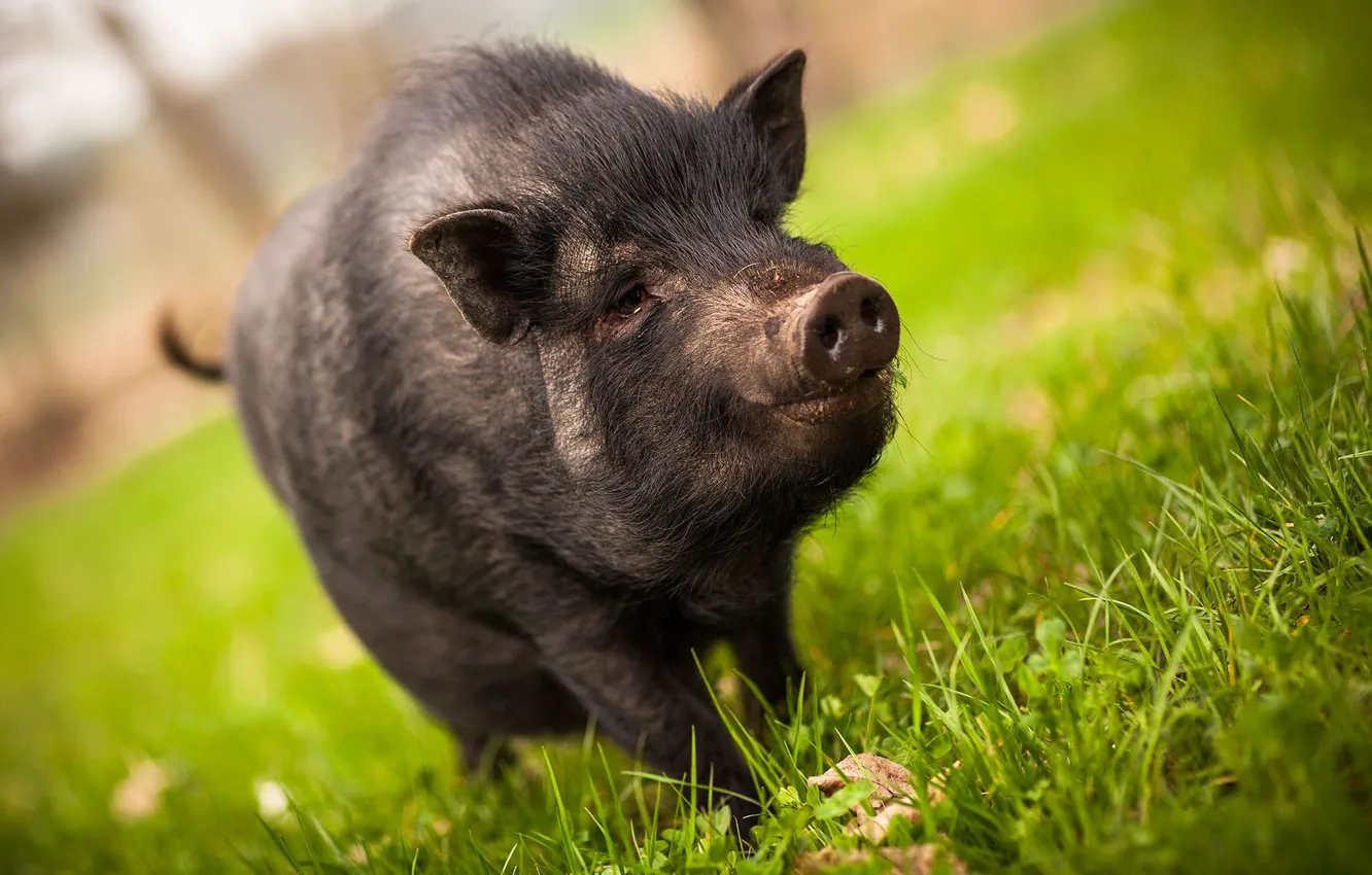Photo wallpaper grass, meadow, pig, boar
