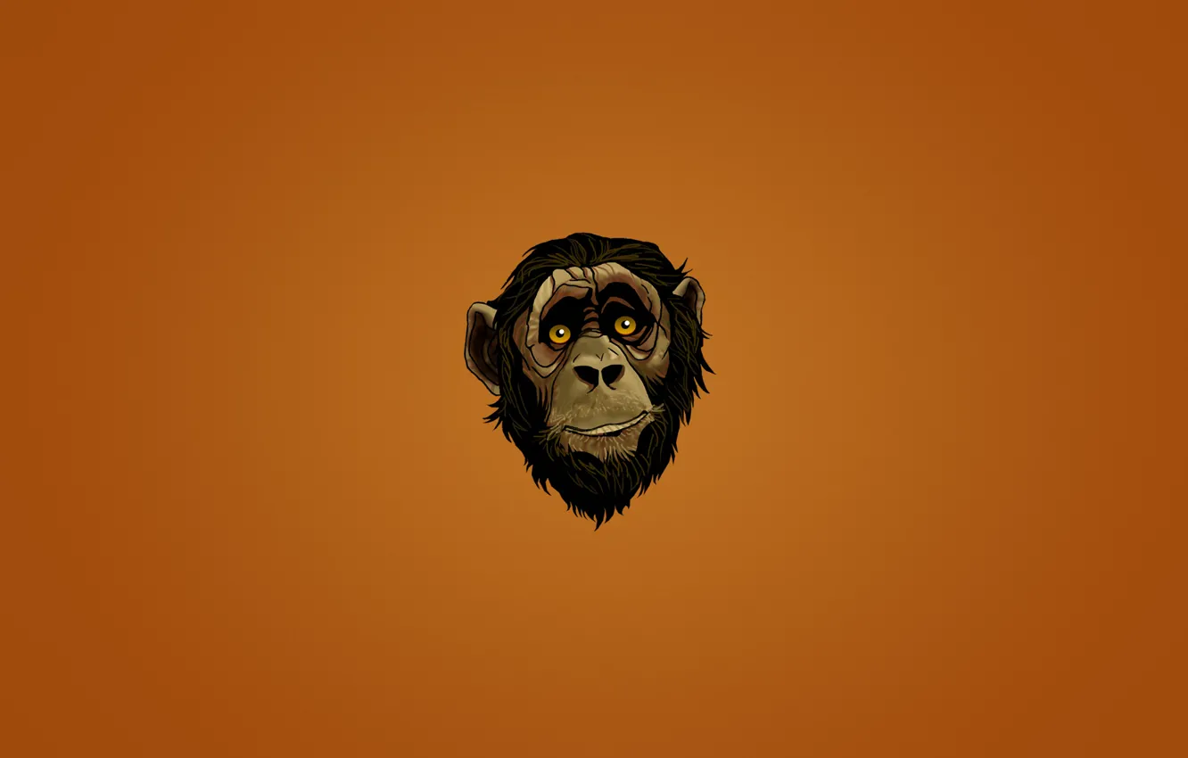 Photo wallpaper look, face, face, minimalism, head, monkey, monkey, dark background