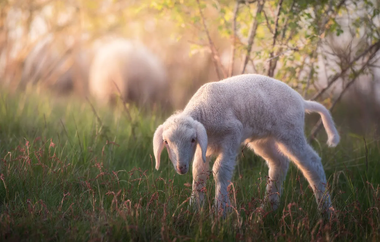 Photo wallpaper white, grass, look, nature, sheep, baby, lamb, cub