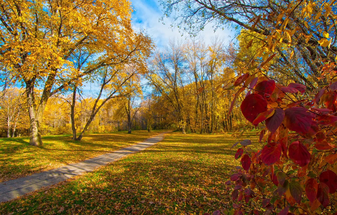 Photo wallpaper autumn, leaves, trees, Park, track, the crimson
