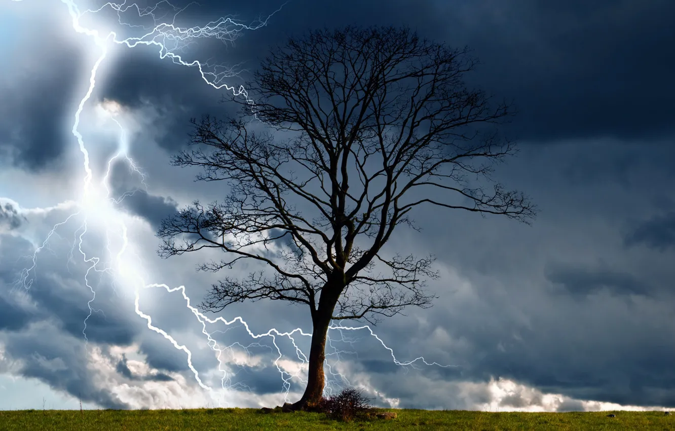 Photo wallpaper the storm, clouds, nature, tree, lightning