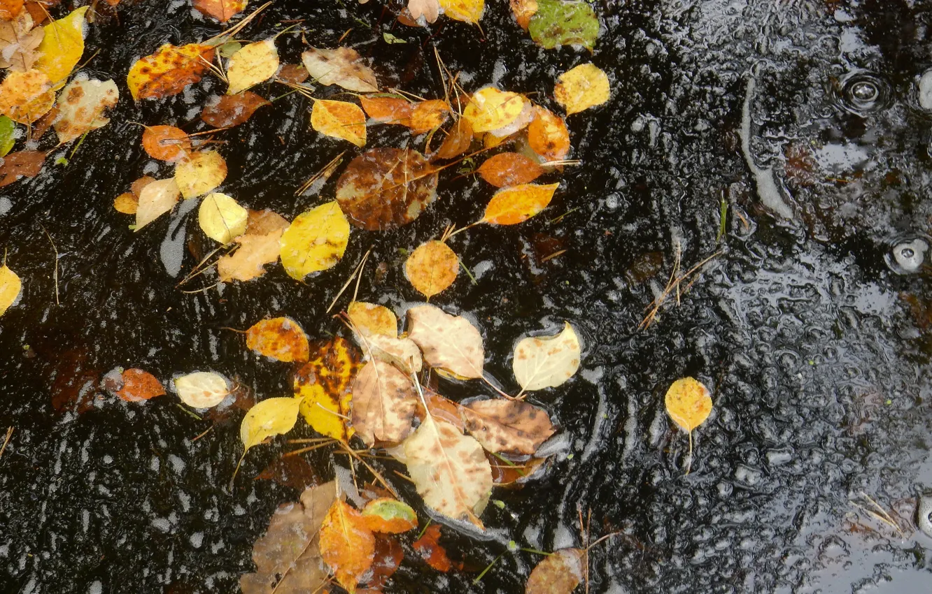 Photo wallpaper autumn, leaves, nature, sheet, bubbles, stream, widescreen, stream