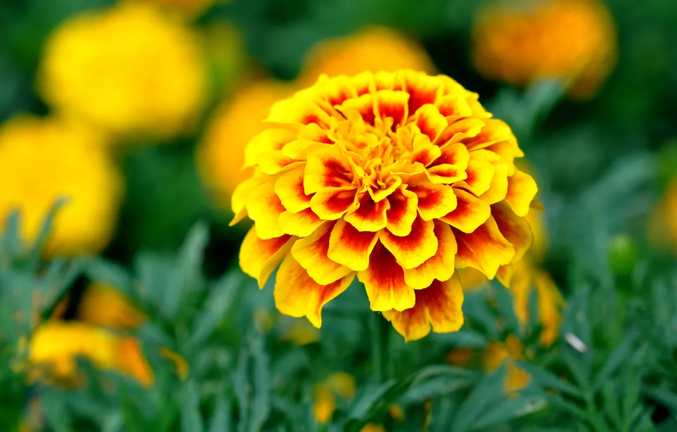 Photo wallpaper leaves, flowers, petals, garden, flowerbed