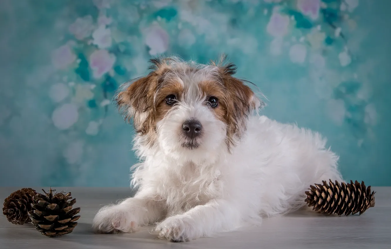 Photo wallpaper girl, puppy, bumps, the Sealyham Terrier