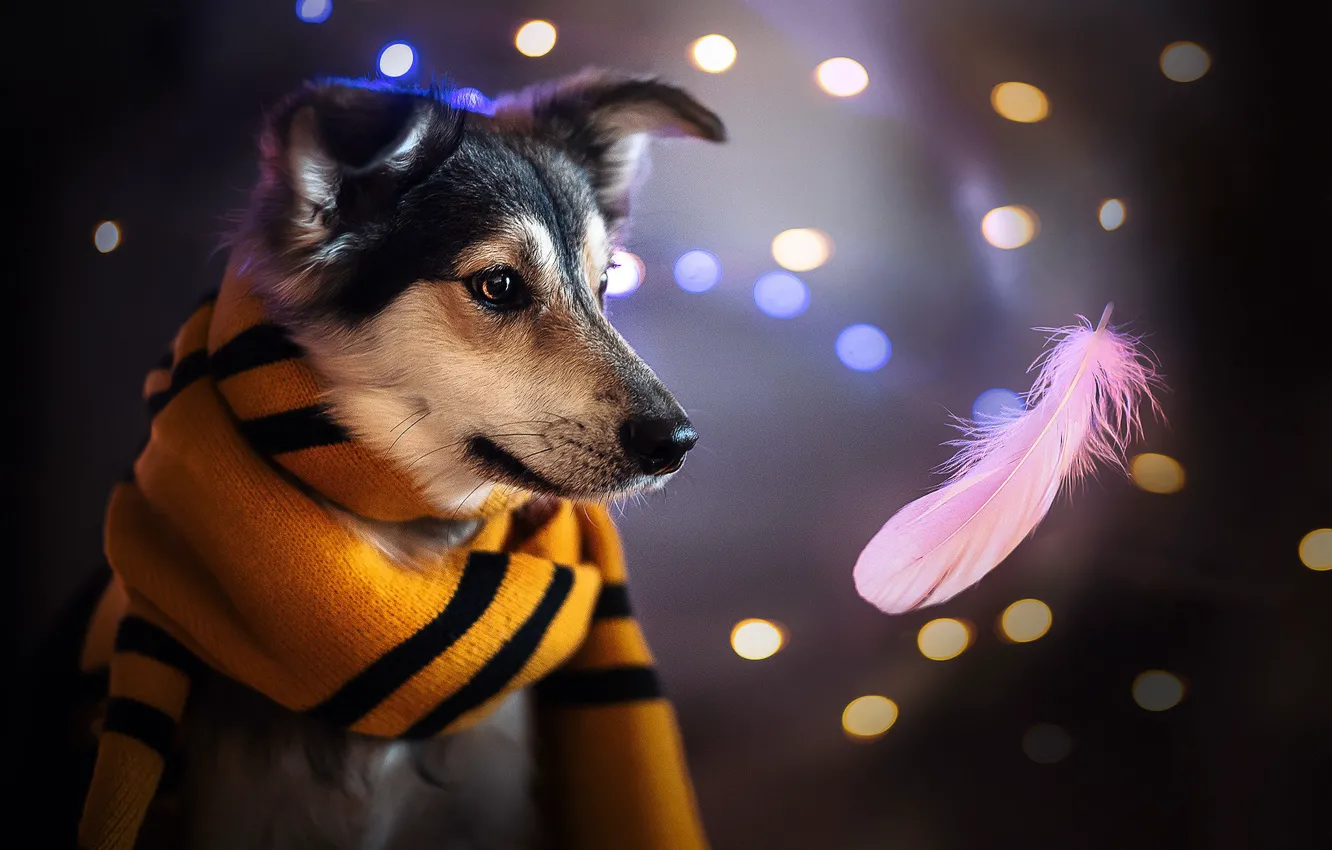 Photo wallpaper face, dog, scarf, a feather