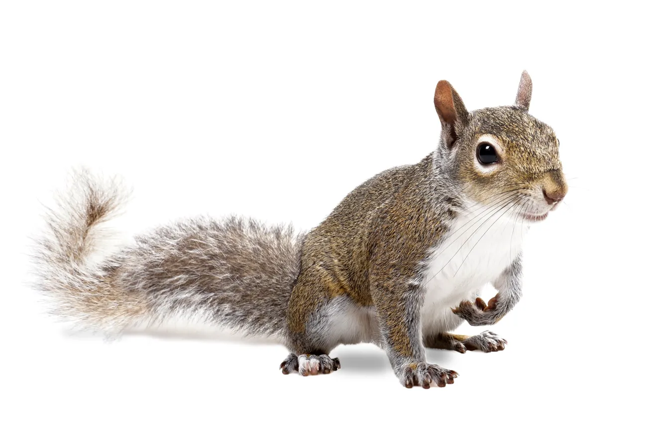 Photo wallpaper squirrel, fur, mammal