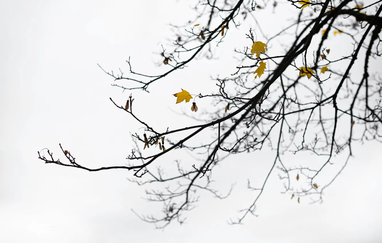 Photo wallpaper leaves, branches, nature