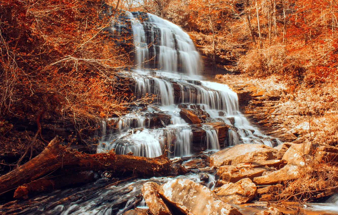 Photo wallpaper autumn, forest, leaves, water, trees, landscape, branches, nature