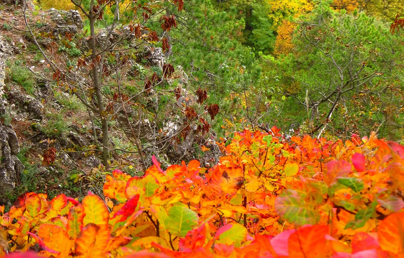 Photo wallpaper autumn, forest, foliage, colors, forest, autumn, leaves, fall