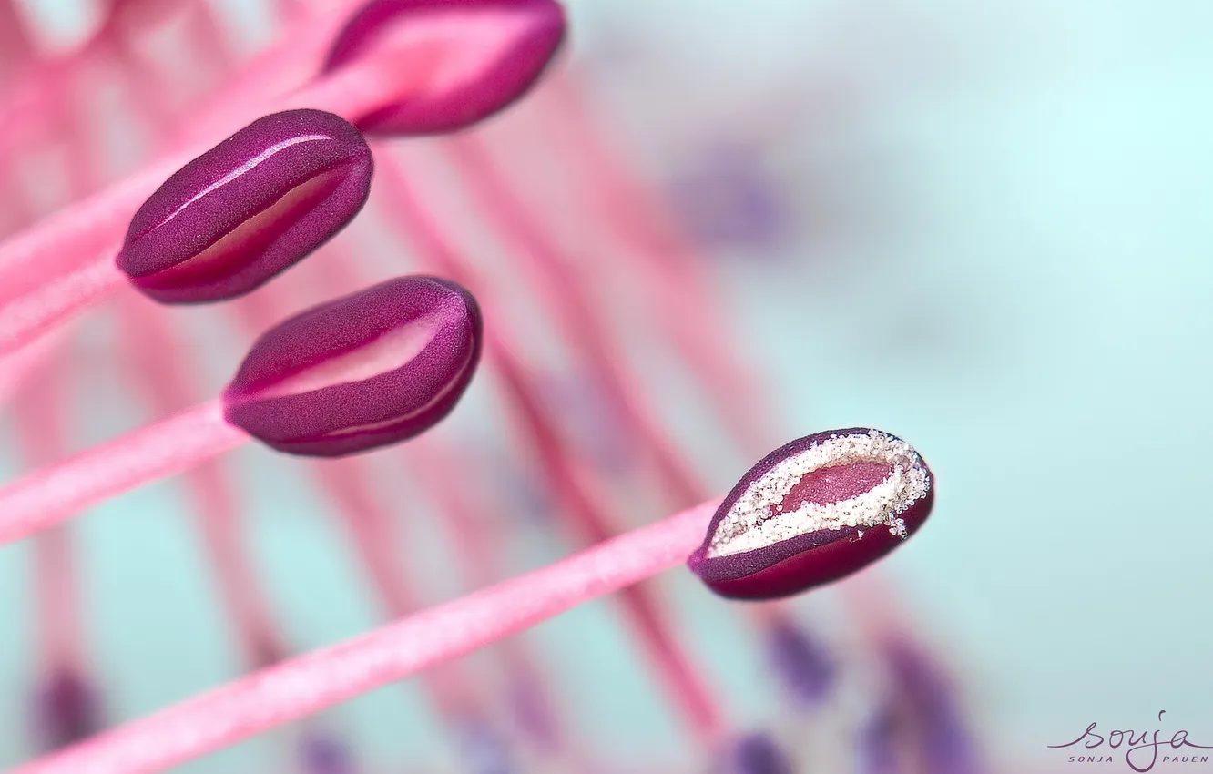 Photo wallpaper flowers, nature, beauty