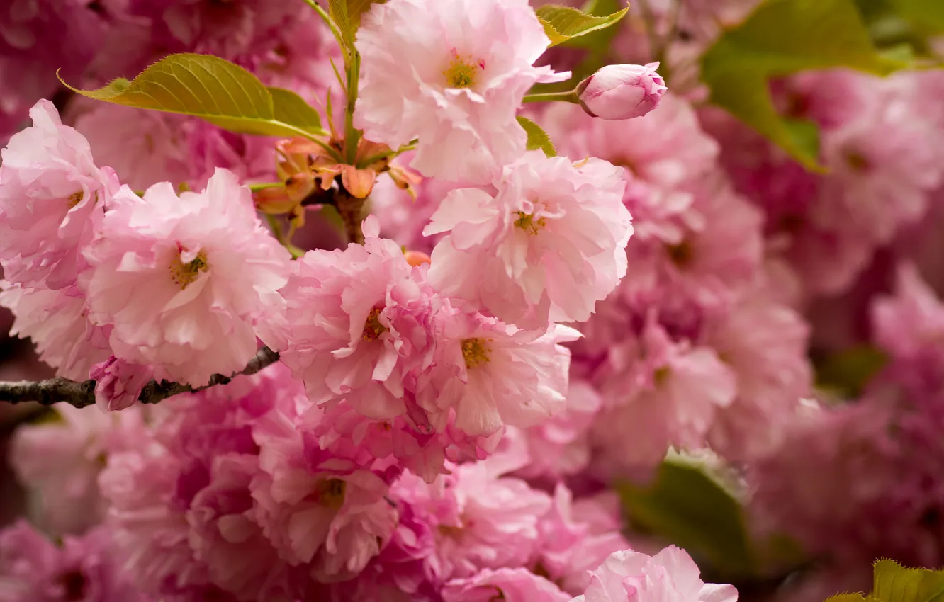 Photo wallpaper trees, flowers, tenderness, flowering