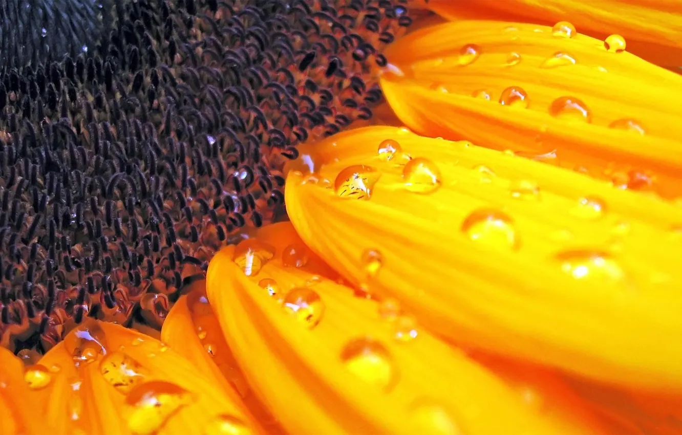 Photo wallpaper water, drops, macro, sunflowers, Rosa, petals, seeds