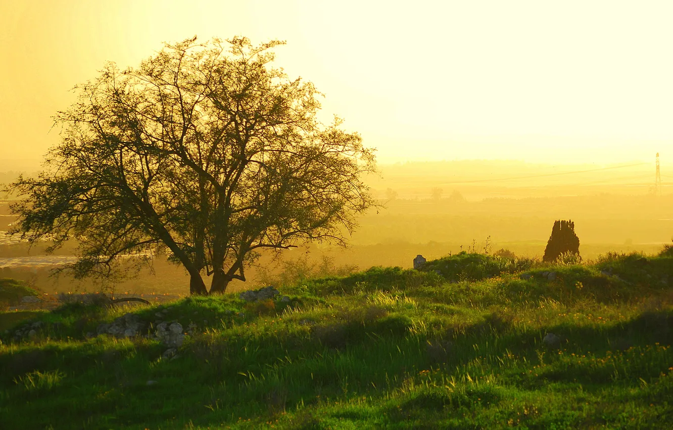 Photo wallpaper grass, trees, fog, hills, morning, haze, Kurgan