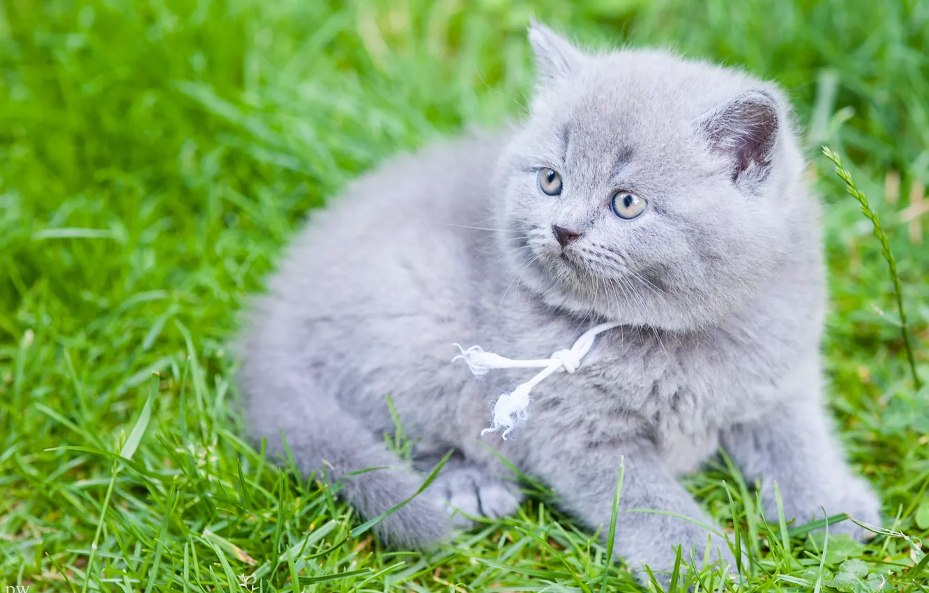 Photo wallpaper grass, baby, kitty, British, British Shorthair