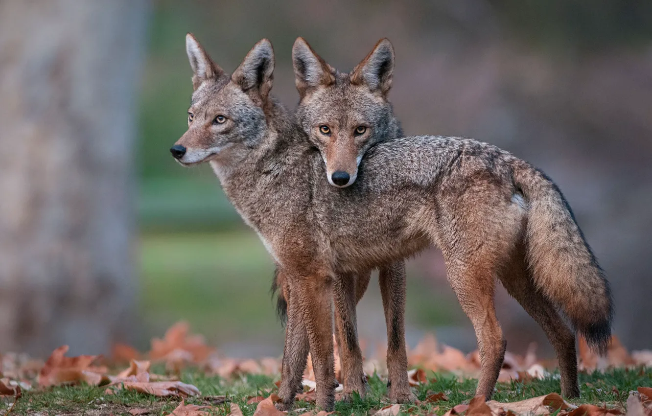 Photo wallpaper animals, wildlife, Coyote