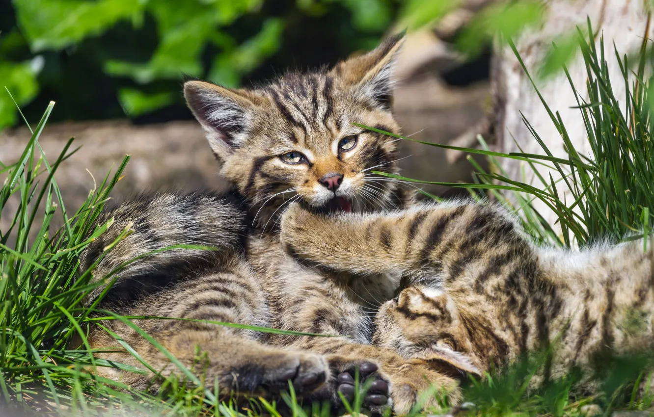 Photo wallpaper the game, kitty, wild forest cat