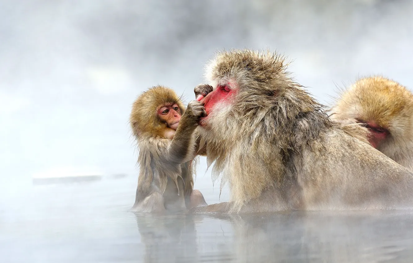 Photo wallpaper Japan, couples, a snow monkey, Japanese macaques, Jigokudani