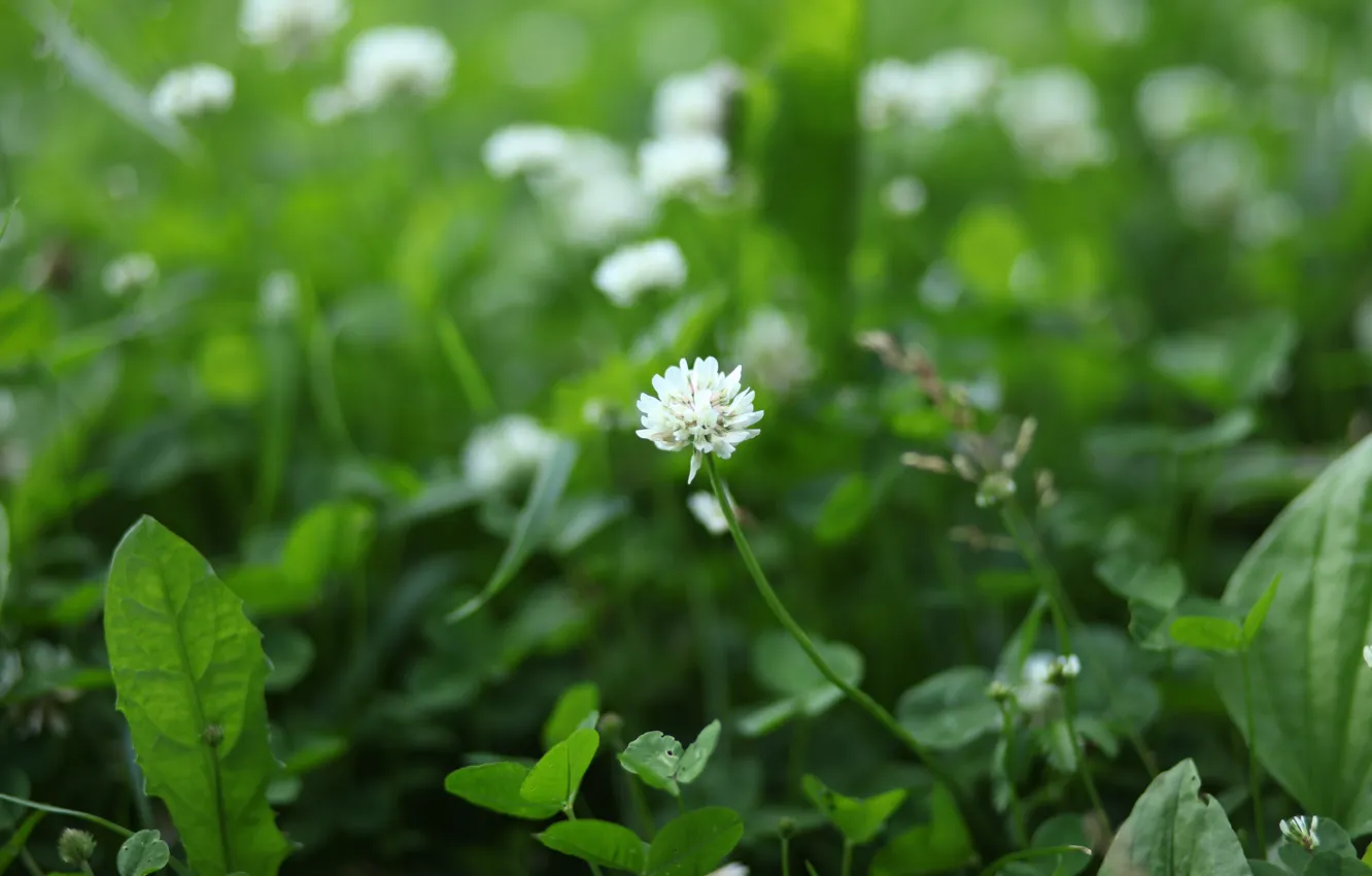 Photo wallpaper grass, Wallpaper, clover