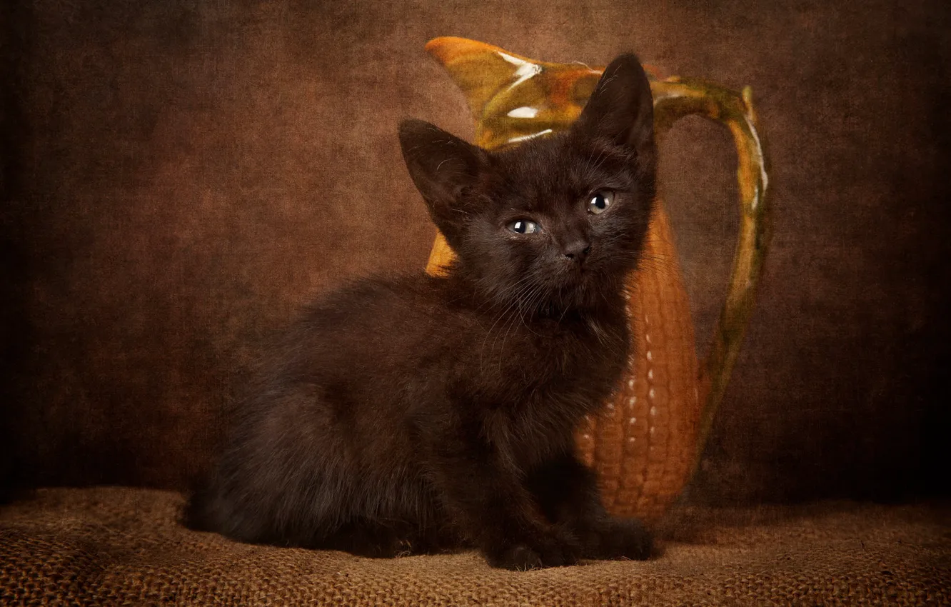 Photo wallpaper cat, look, pose, the dark background, black, baby, muzzle, pitcher