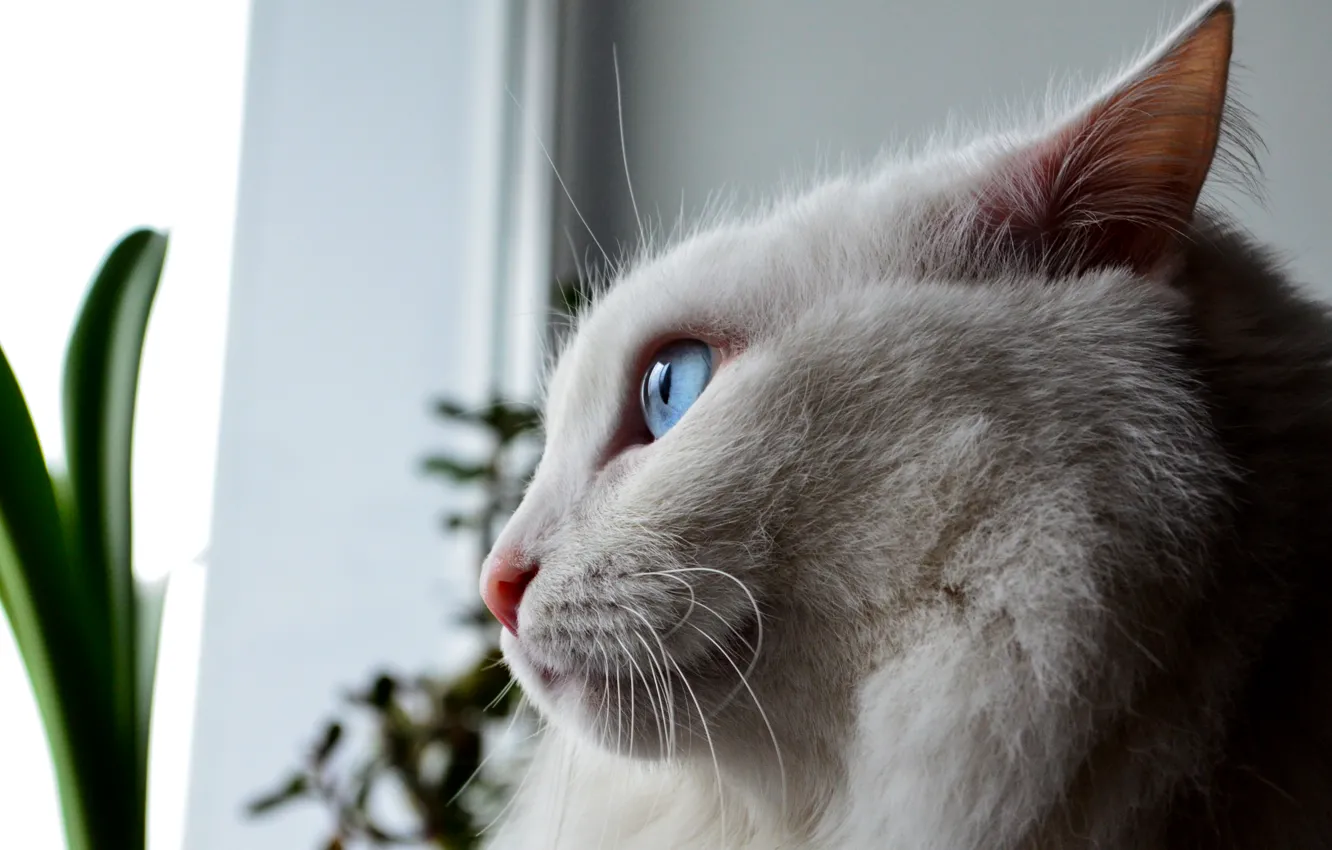 Photo wallpaper white, cat, fluffy, blue eyes