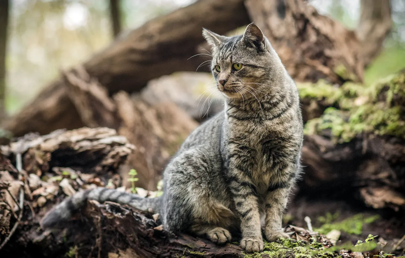Photo wallpaper cat, cat, pose, grey, background, sitting, striped