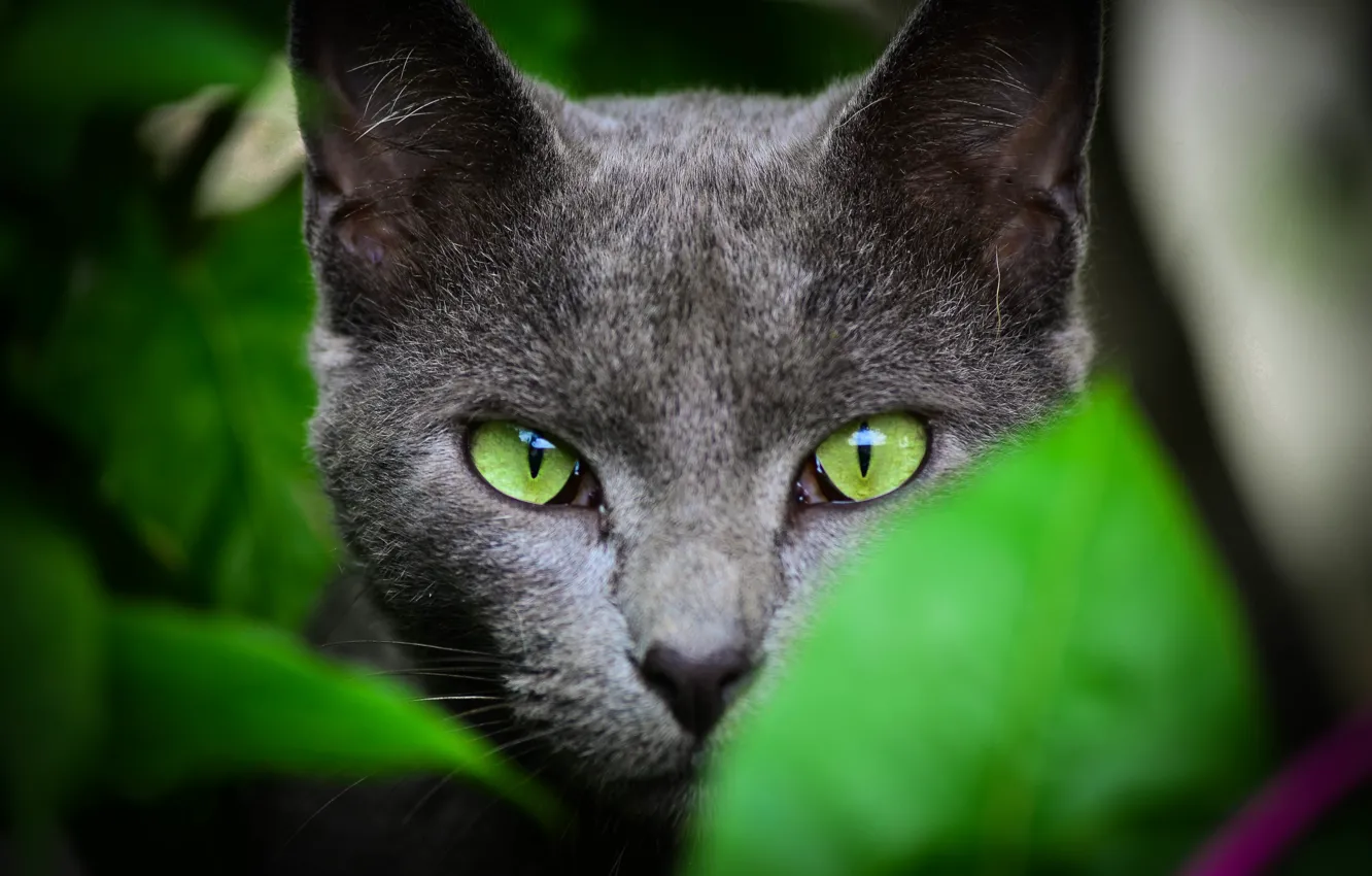 Photo wallpaper summer, cat, look, leaves, green, color, ears, green eyes