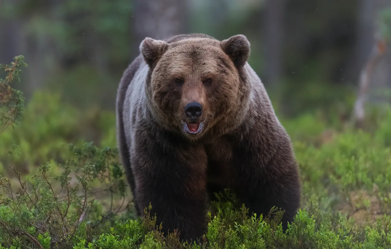 Photo wallpaper forest, look, face, nature, vegetation, bear, bear, walk