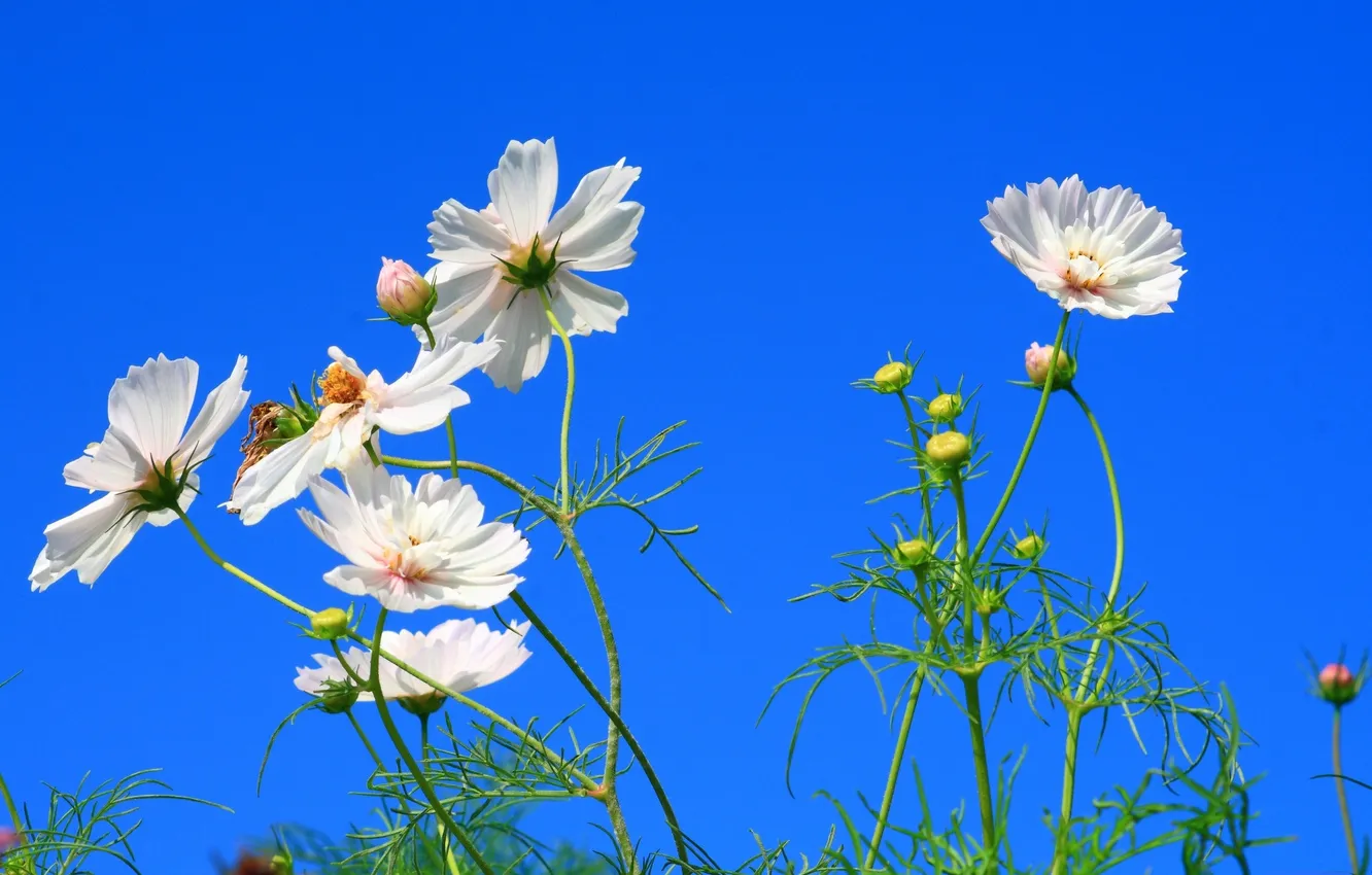 Photo wallpaper summer, the sky, flowers, kosmeya