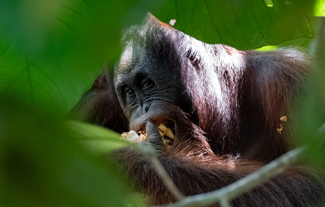 Photo wallpaper foliage, portrait, monkey, meal